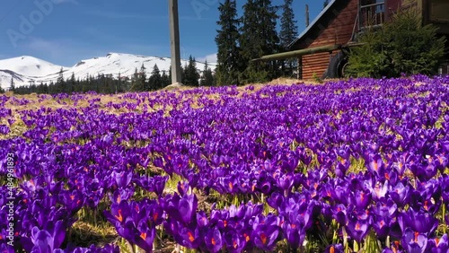 Spring in the Ukrainian Carpathians bad weather frost against the backdrop of wild snow tops and frosted fir trees bloom gentle beautiful mountain flowers of saffron - crocus
 photo