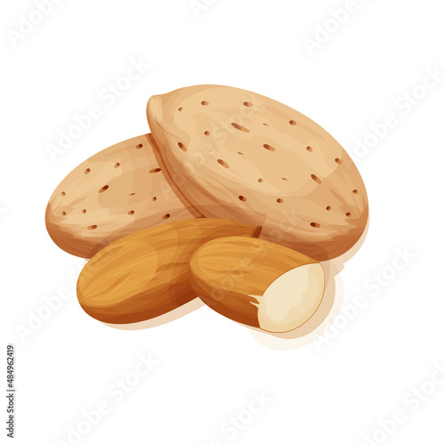 Almond in nutshell detailed raw nut, organic product, ingredient in cartoon style isolated on white background. Ripe plant, snack.