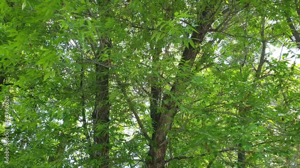 green shrubs and trees in an abandoned park, lush green vegetation in early summer green shrubs and trees in an abandoned park, lush green vegetation in early summer