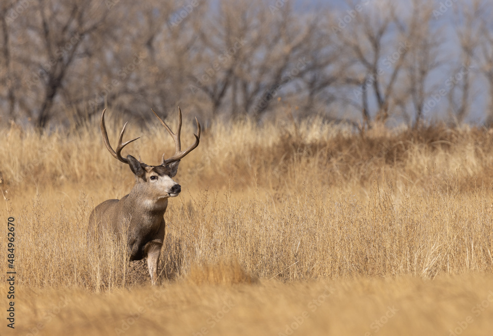 Buck Mule Deer During the Rut in Autumn in Colorado Buck Mule Deer During the Rut in Autumn in Colorado
