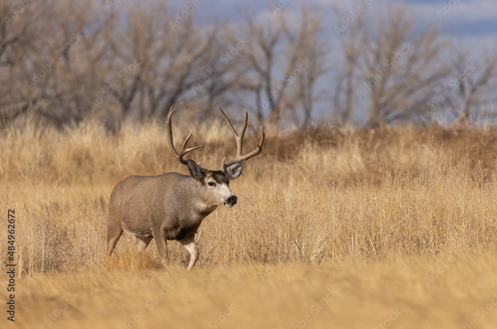 Buck Mule Deer During the Rut in Autumn in Colorado Buck Mule Deer During the Rut in Autumn in Colorado