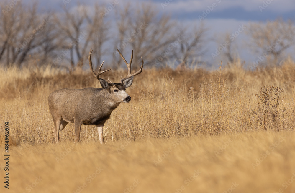 Buck Mule Deer During the Rut in Autumn in Colorado Buck Mule Deer During the Rut in Autumn in Colorado
