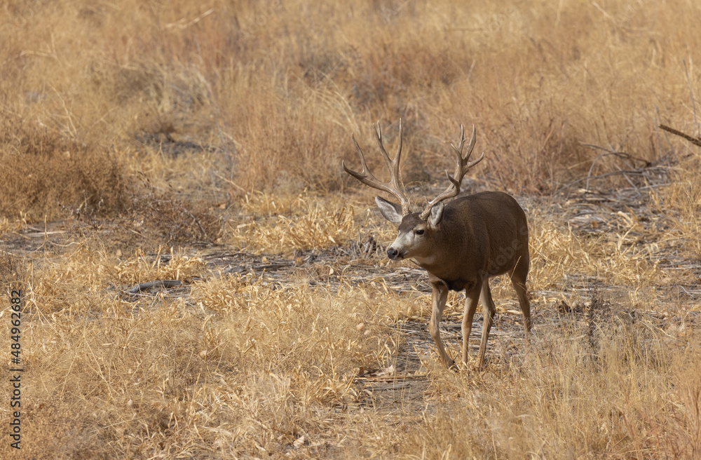 Buck Mule Deer During the Rut in Autumn in Colorado Buck Mule Deer During the Rut in Autumn in Colorado