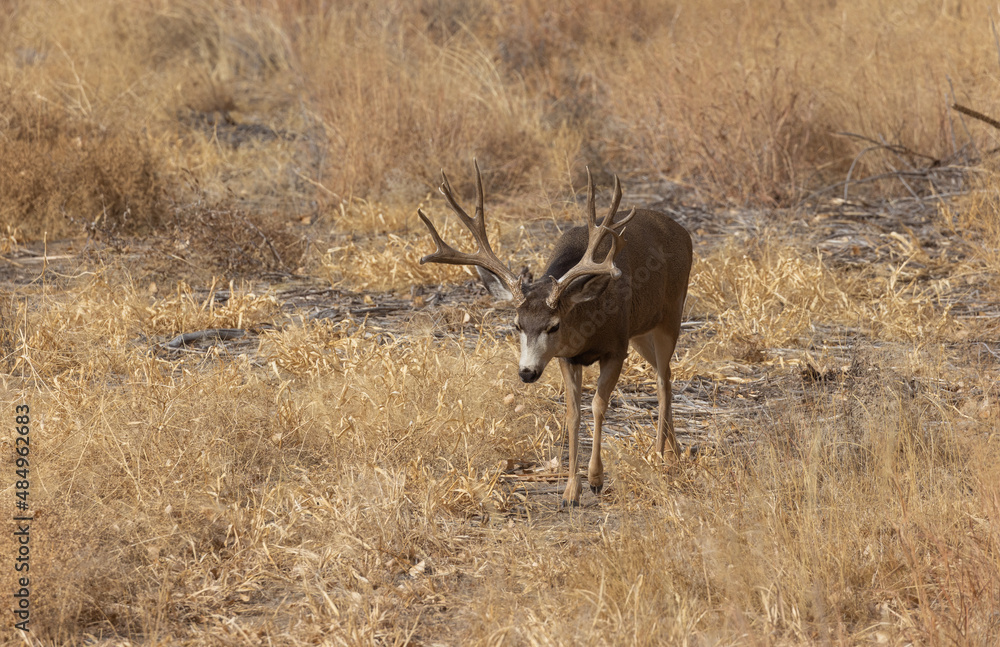 Fototapeta premium Buck Mule Deer During the Rut in Autumn in Colorado