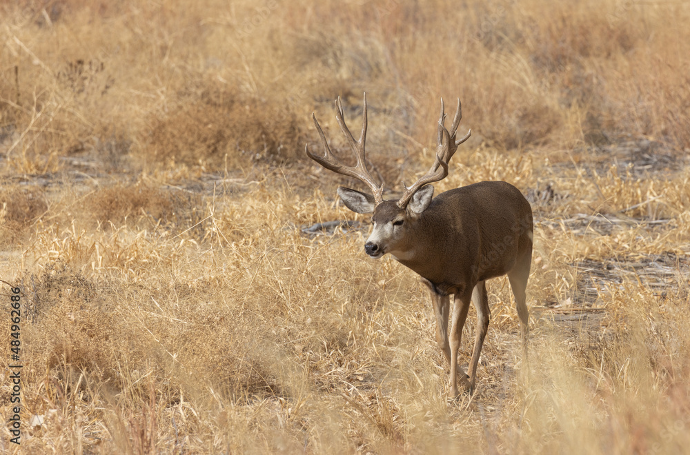 Buck Mule Deer During the Rut in Autumn in Colorado Buck Mule Deer During the Rut in Autumn in Colorado
