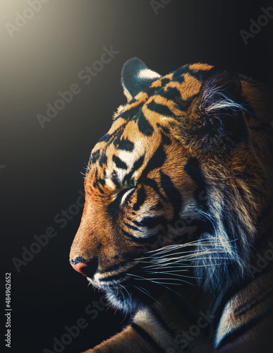 Quadro em tela portrait of a sumatran tiger