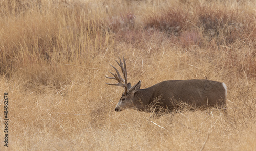 Buck Mule Deer During the Rut in Autumn in Colorado