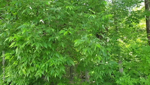 green shrubs and trees in an abandoned park, lush green vegetation in early summer