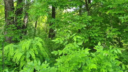 green shrubs and trees in an abandoned park, lush green vegetation in early summer