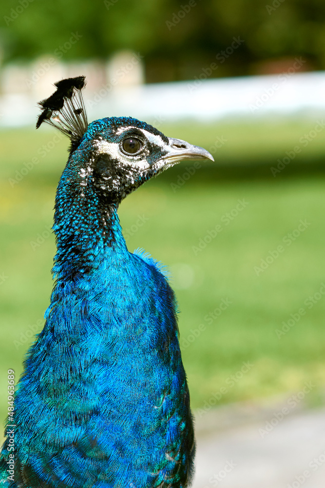 Obraz premium spring peacock walk on a sunny day, male peacock. walk in the park.