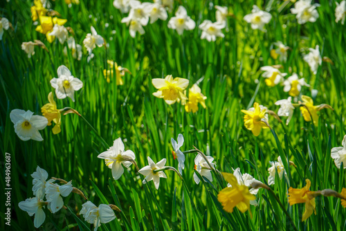 Close up of group of daffodil flowers in the spring 