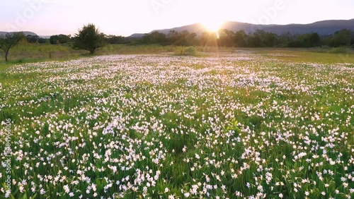 Narcissus field in Transcarpathia, Ukraine, near the town of Khust in the Kireshi tract. Beautiful delicate fragrant flowers at dawn in the fog are very popular with tourists. Drone flying video.