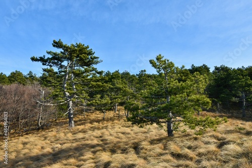 Meadow covered in dry grass and pine (Pinus sylvestris) trees