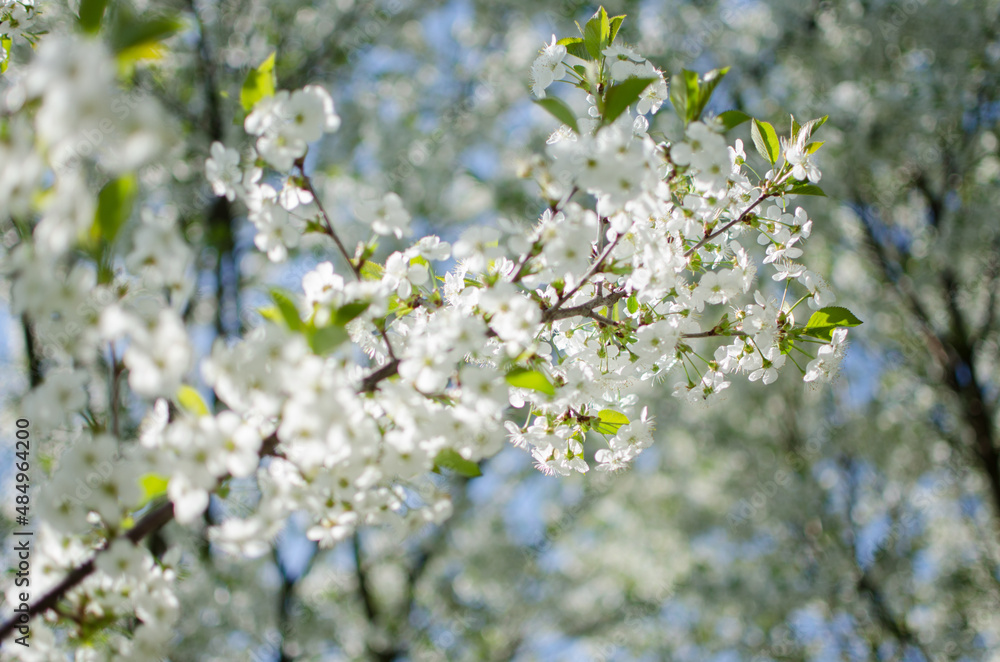 Lovely delicate cherry blossom in warm spring weather for background Lovely delicate cherry blossom in warm spring weather for background
