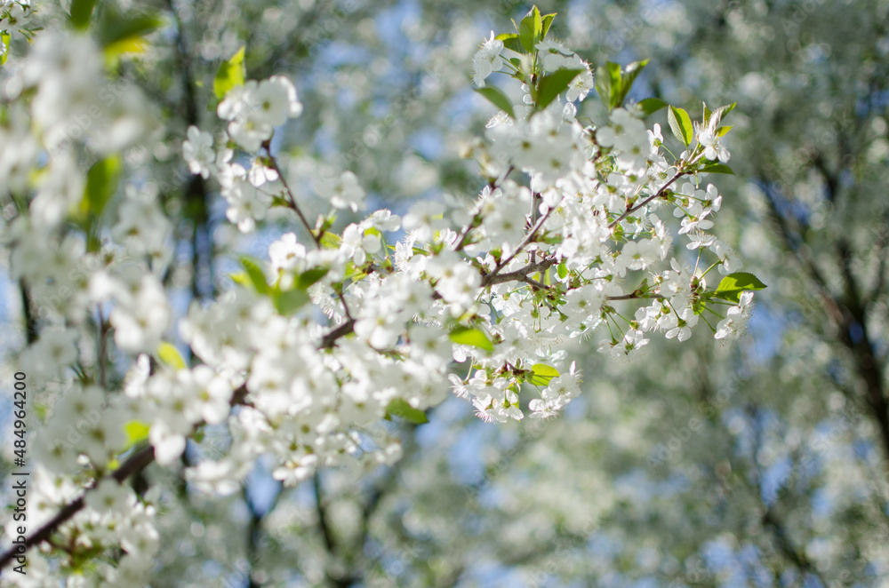 Lovely delicate cherry blossom in warm spring weather for background