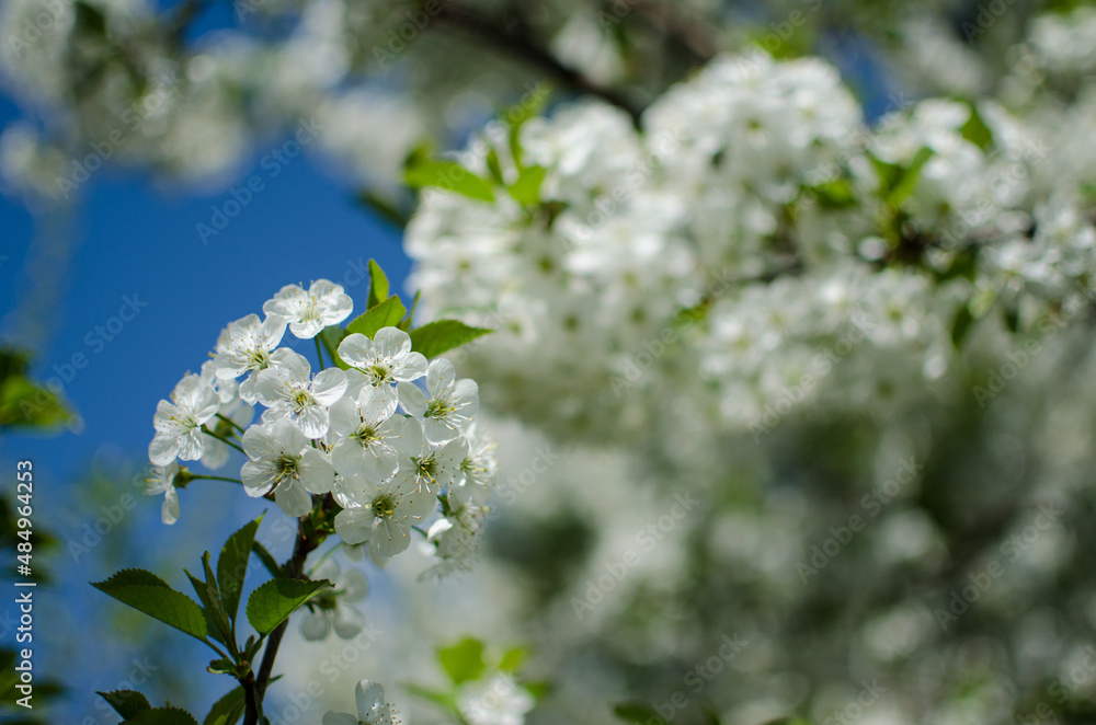 Lovely delicate cherry blossom in warm spring weather for background Lovely delicate cherry blossom in warm spring weather for background