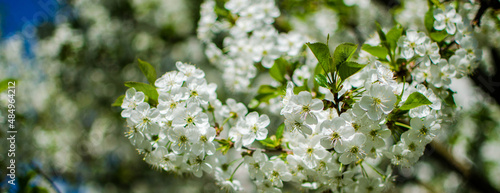 Lovely delicate cherry blossom in warm spring weather for background