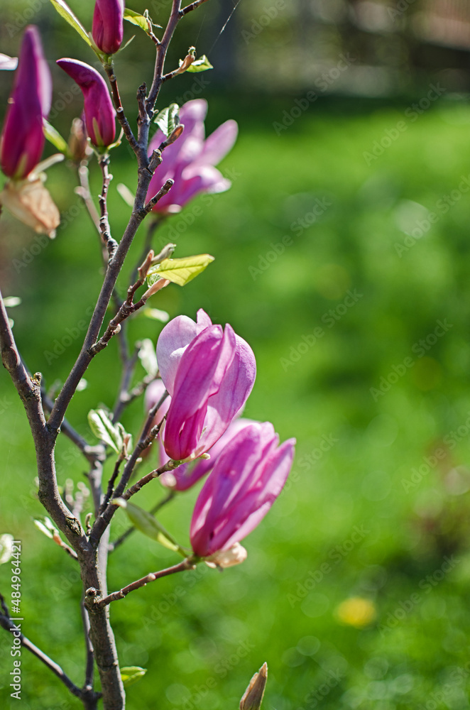 Obraz premium Adorable large magnolia flowers bloom