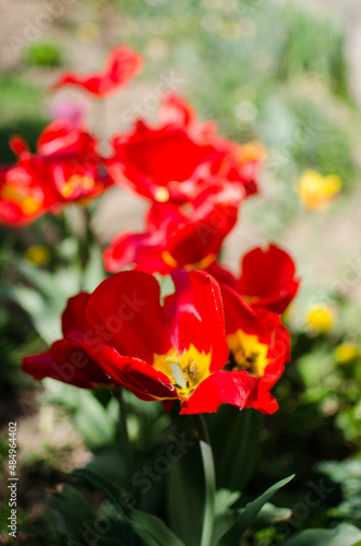 Slender spring tulips bloom outdoors