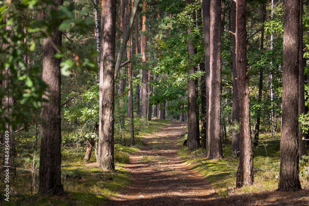 Forest road among the trees on a summer morning. Forest road among the trees on a summer morning.