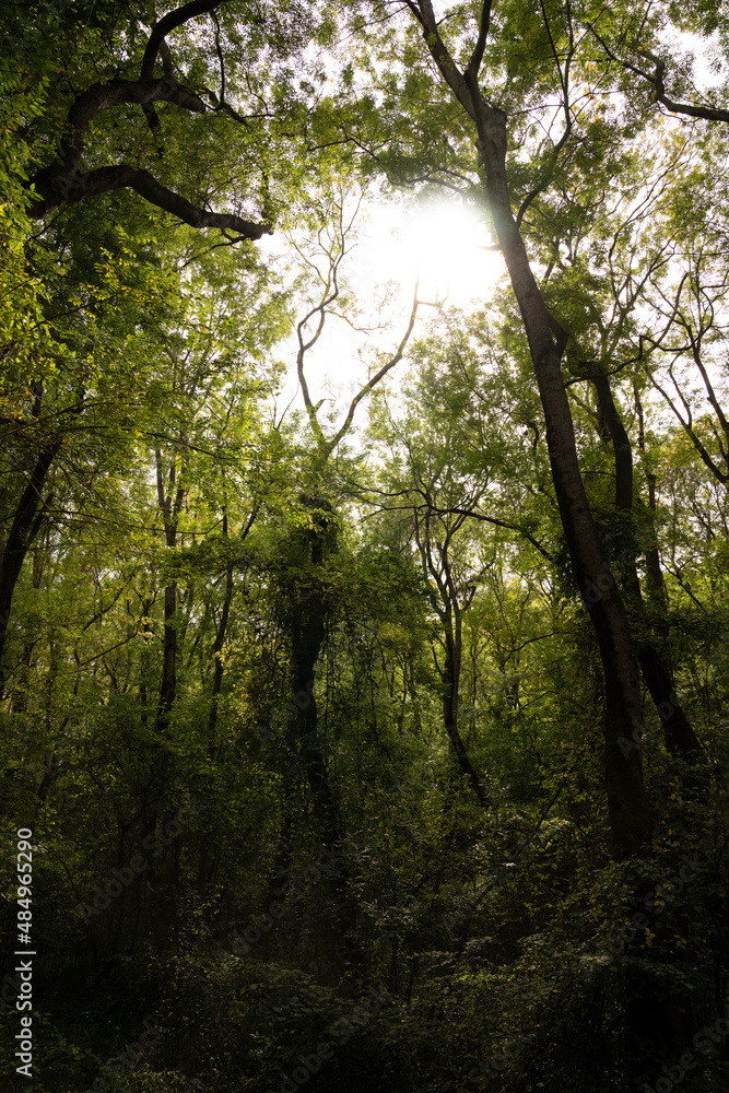 Fototapeta premium Tall trees in the forest