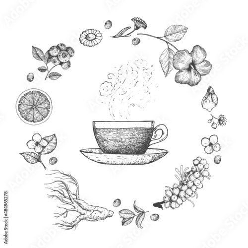Herbal Tea vector illustration. Vector design with herbal tea ingredients. Hand drawn sketch collection. Engraved style.