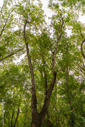 Tall trees in the forest