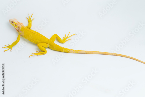 Yellow albino Iguana isolated on a white background 