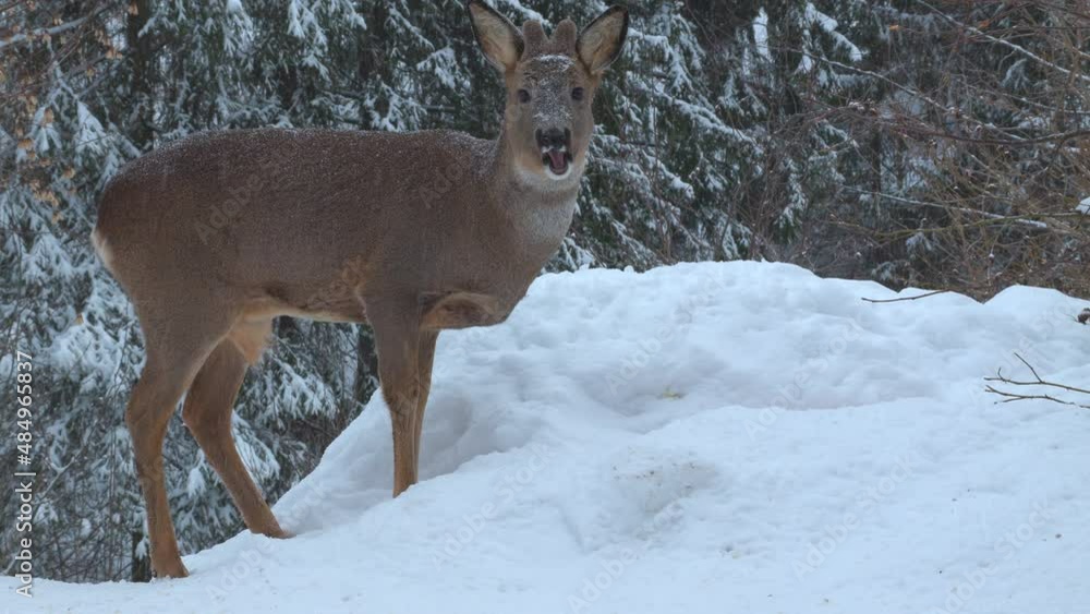 roe deer animal winter scene raise head watching into camera Capreolus capreolus roe deer animal winter scene raise head watching into camera Capreolus capreolus