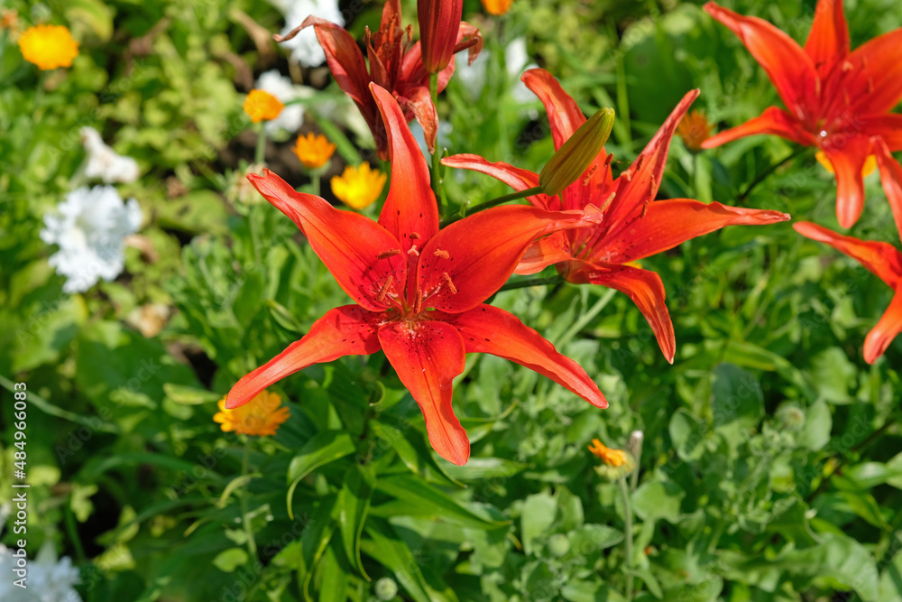 Red lilies on a flower bed in the summer on a sunny day. Red lily blooming flower Lilium in green garden close up in sun light. herbaceous lily plant for landscape design Red lilies on a flower bed in the summer on a sunny day. Red lily blooming flower Lilium in green garden close up in sun light. herbaceous lily plant for landscape design