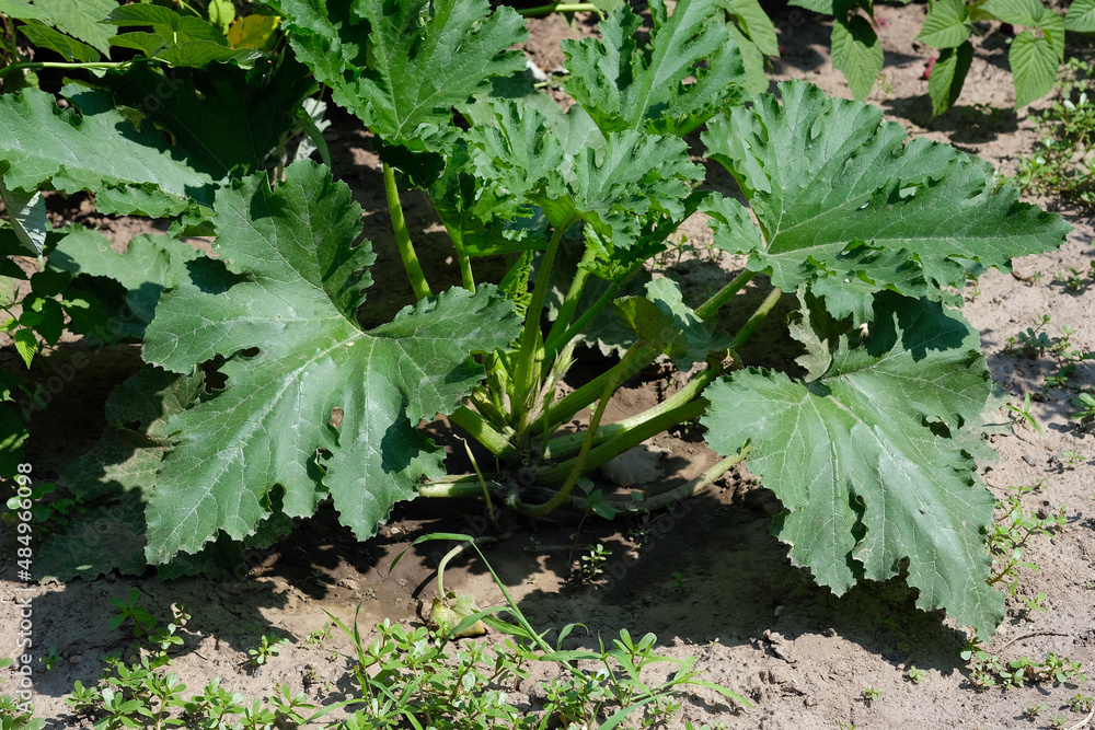 Fototapeta premium Green bush of zucchini in summer. Large green leaves on the ground on a sunny day. Growing zucchini on the land.