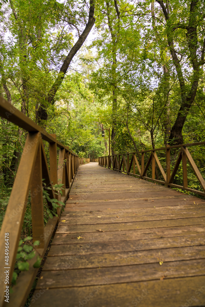 Empty forest with wooden path, empty road