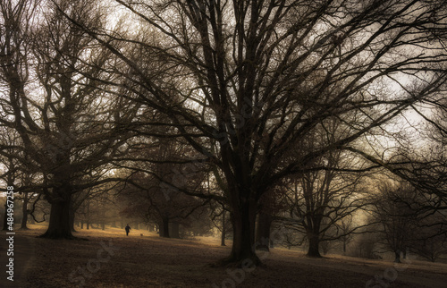 Moody walk in the park under barren oak trees
