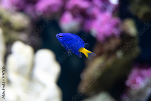 Fototapeta yellow tail damsel fish close up in an aquarium