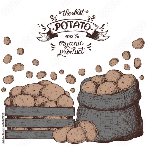 Potato vector illustration. Box and bag of potatoes. Illustration for package design.
