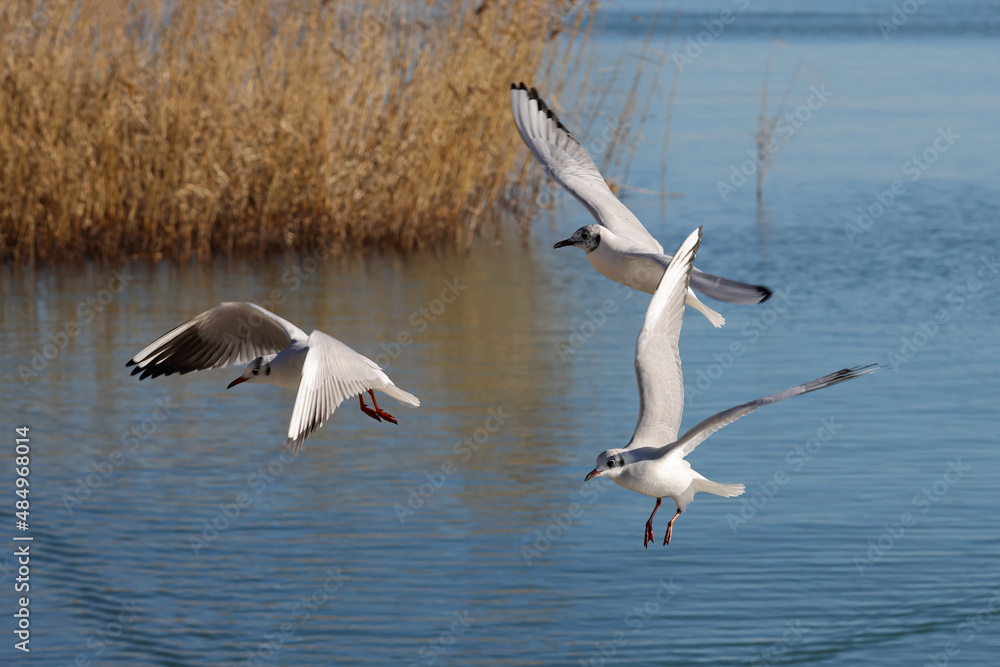 Seagulls fly over the blue water to fish. Reeds and floating waterfowl in the background. Color landscape photo of sea. No2. Seagulls fly over the blue water to fish. Reeds and floating waterfowl in the background. Color landscape photo of sea. No2.