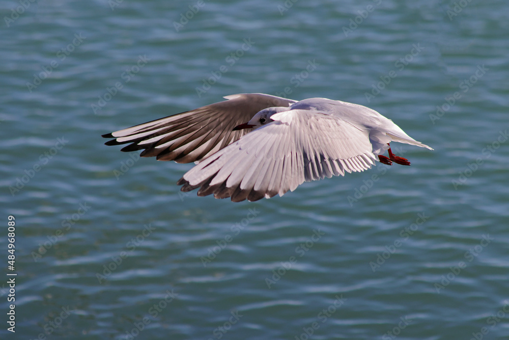 Seagull flying over the sea. Color close up photo. Seagull flying over the sea. Color close up photo.