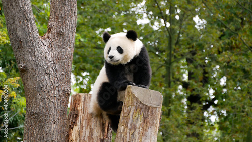 Young giant panda on a tree in zoo Berlin