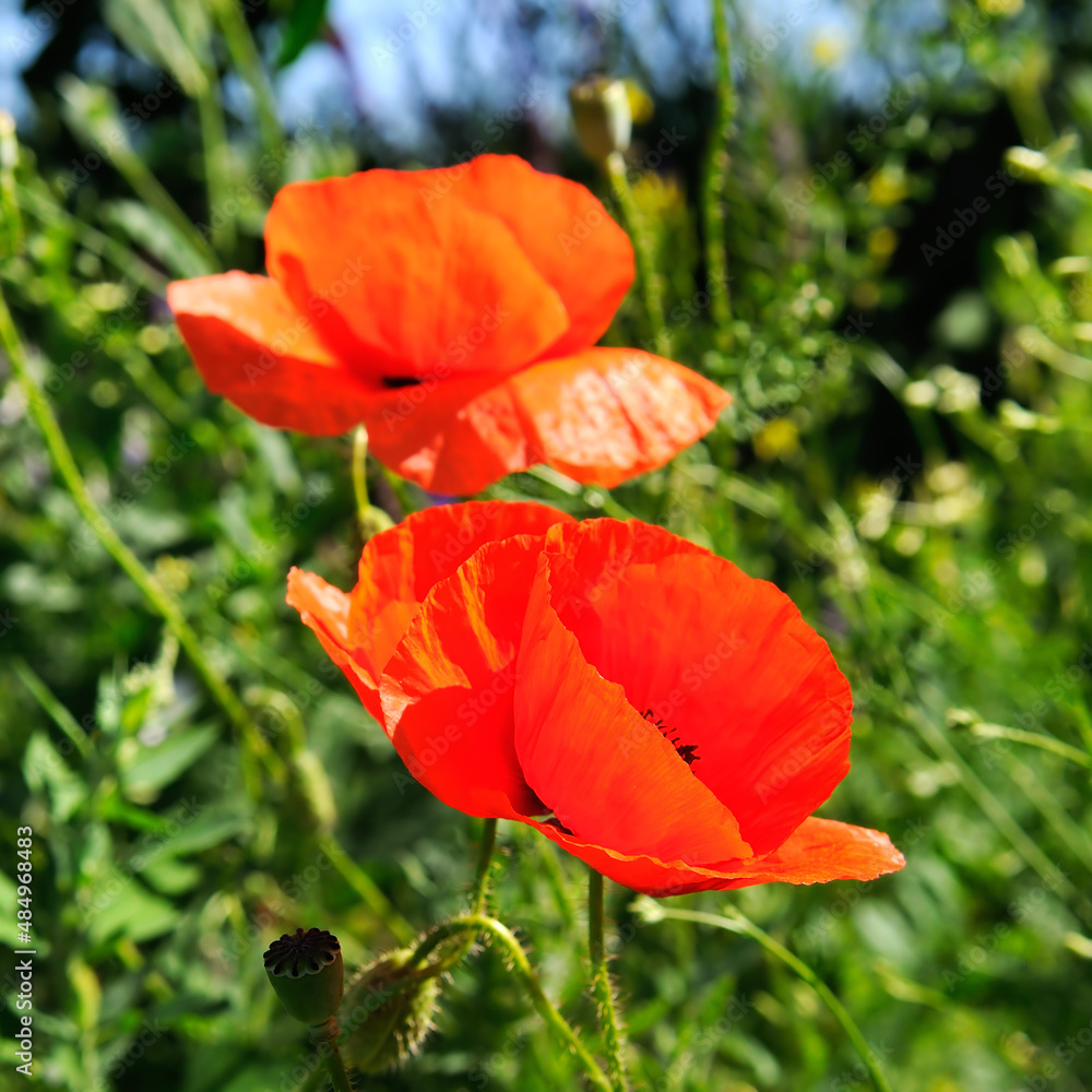 Red poppy on background of green grass. Red poppy on background of green grass.