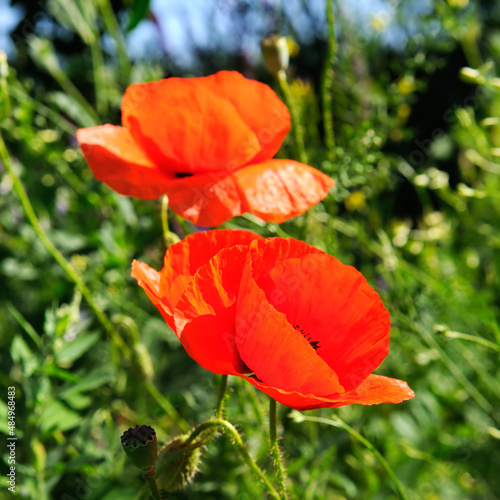 Red poppy on background of green grass.