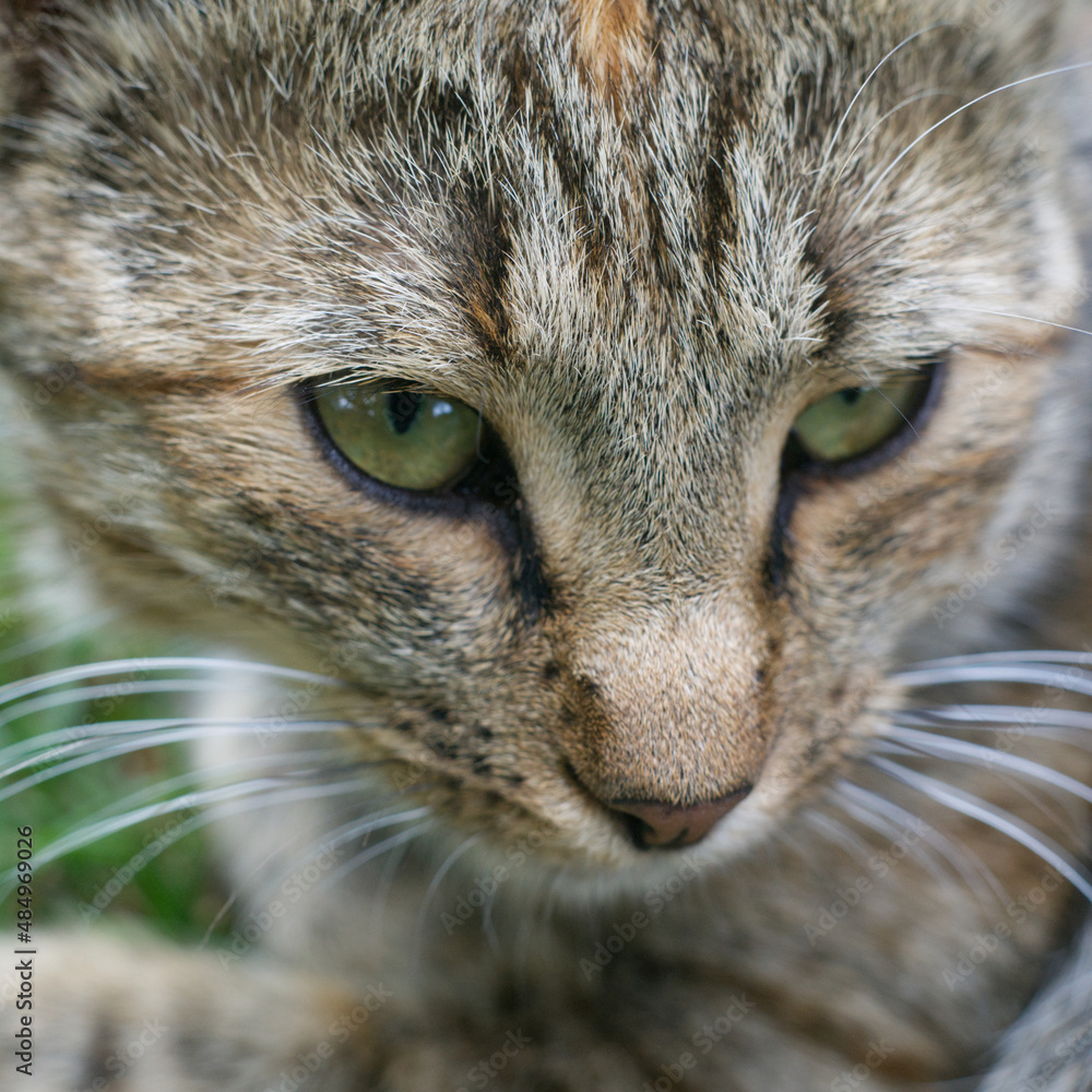 Portrait of a gray cat with open green eyes closeup