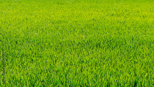 Texture of young green grass, sowing grass