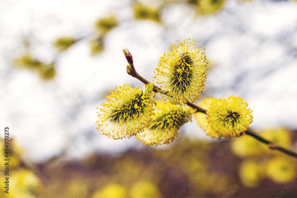 Willow branches with fluffy catkins in the woods on a light blurred background Willow branches with fluffy catkins in the woods on a light blurred background