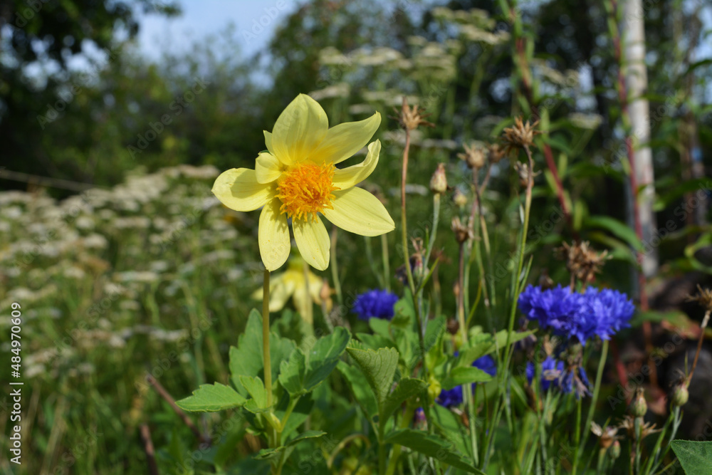 Yellow flower of an annual dahlia that looks like a little sun next to blue cornflowers against a blurry background of blooming yarrow. Summer horizontal photography. Yellow flower of an annual dahlia that looks like a little sun next to blue cornflowers against a blurry background of blooming yarrow. Summer horizontal photography.