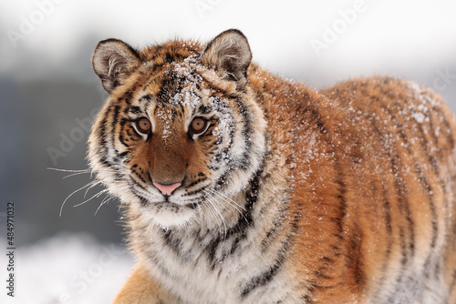 young male Siberian tiger  Panthera tigris tigris  is covered in snow