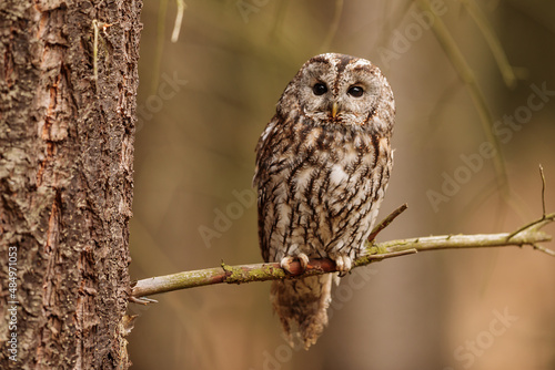 female tawny owl (Strix aluco) sitting on a dry spruce branch photo