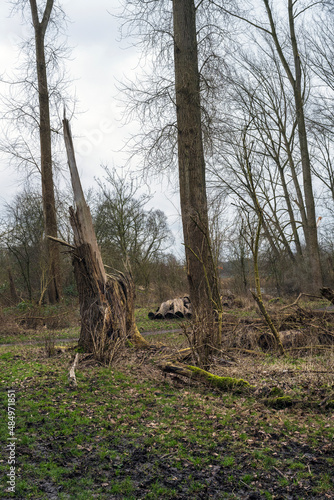 Toppled trees trunk in the forest after a storm