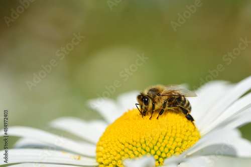 Close up of a honey bee sitting on the pollen of a daisy with space for text
