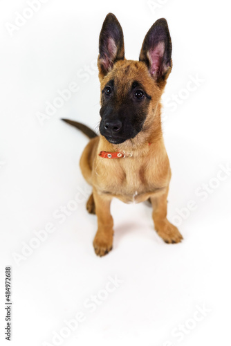 malinois puppy is 2 months old
