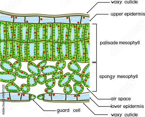 Sectional diagram of plant leaf structure. Cross-section through a leaf photo